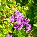 Duranta erecta Fula