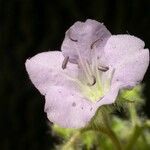 Hydrophyllum appendiculatum Blomma
