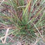 Carex flacca Leaf