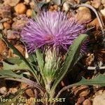 Klasea pinnatifida Flower