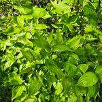 Cornus racemosa Blatt