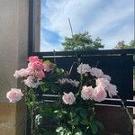 Rosa × damascena Çiçek