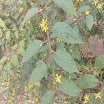 Triumfetta semitriloba Hoja