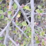 Cotoneaster nummularius Corteza