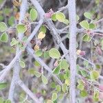 Cotoneaster nummularius Bark