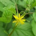 Corchorus hirtus പുഷ്പം