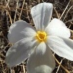 Narcissus serotinus Floro