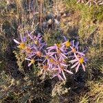 Galatella sedifolia Flower