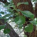 Cinnamomum glanduliferum Leaf