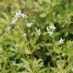 Galium odoratumBlüte