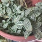 Fittonia albivenis Blad