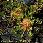 Trifolium suffocatum Libunga