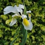Iris orientalis Цвят
