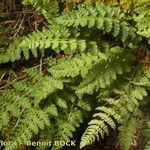 Woodsia ilvensis Hábitos