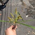 Cyperus iria Fuelha