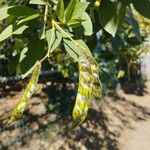 Cajanus cajan Fruit