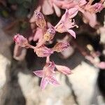 Rosularia sempervivum 花