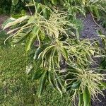Castanea mollissima Leaf