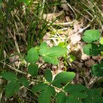 Thapsia nestleri Blüte