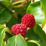 Cornus kousa Fruto