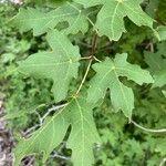 Acer grandidentatum पत्ता