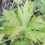 Geranium psilostemon Blad