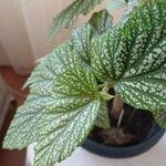 Begonia aconitifolia List