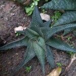 Haworthia limifolia Leaf