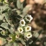 Heliotropium bacciferum Flower