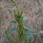 Amaranthus retroflexusപുഷ്പം