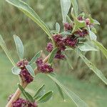 Amaranthus blitoides Цвят