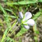 Linum bienne Blomst