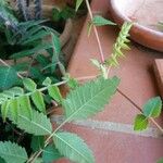 Rhus coriariaFlower