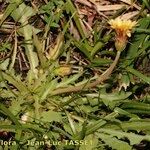 Taraxacum besarabicum Vekstform