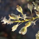 Fallopia sachalinensis Fruit