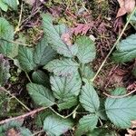 Rubus ursinus Fuelha