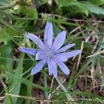 Cichorium endiviaFlower