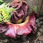 Amorphophallus paeoniifolius Bloem