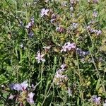 Plumbago europaeaFlower