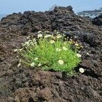 Argyranthemum haouarytheum Blomst