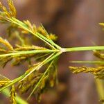 Cyperus iria Žiedas