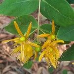 Hypericum grandifolium Žiedas