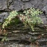 Asplenium ruta-muraria आदत