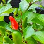 Capsicum frutescens Fruto