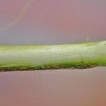 Salix caesia Ekosanga