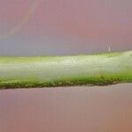 Salix caesia Bark