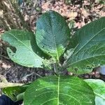 Acnistus arborescens Hoja