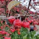 Malus baccata Frucht