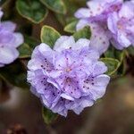 Rhododendron hippophaeoides Blodyn