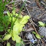 Pinguicula corsica 葉